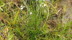 Westringia tenuicaulis