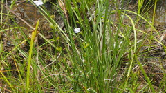 Westringia tenuicaulis