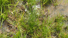 Westringia tenuicaulis