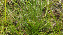 Westringia tenuicaulis