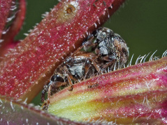 Nanophyes marmoratus