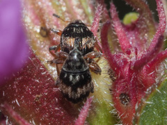 Nanophyes marmoratus