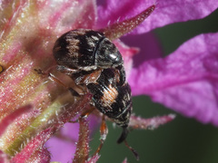 Nanophyes marmoratus