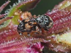 Nanophyes marmoratus