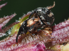Nanophyes marmoratus