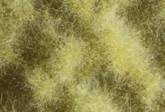 Cosmospora khandalensis