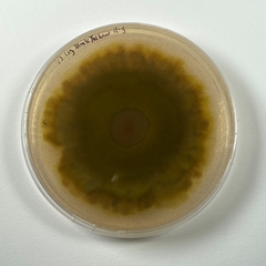 Cosmospora khandalensis