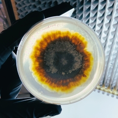 Cosmospora khandalensis