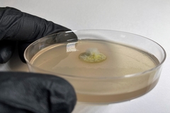 Cosmospora khandalensis