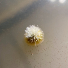 Cosmospora khandalensis