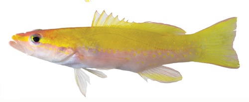 Yellow-spotted Golden Bass