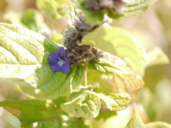 Neuracanthus sphaerostachyus
