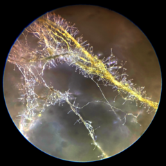 Cosmospora khandalensis