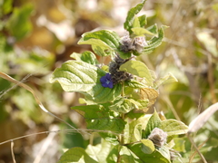 Neuracanthus sphaerostachyus