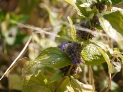 Neuracanthus sphaerostachyus