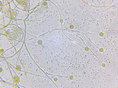 Cosmospora khandalensis