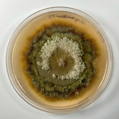 Cosmospora khandalensis