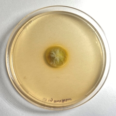 Cosmospora khandalensis