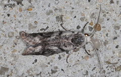 Lichenaula onychotypa