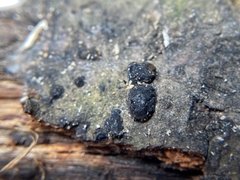 Cosmospora khandalensis