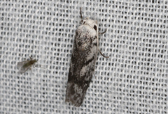 Lichenaula onychotypa