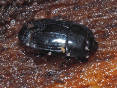 Platysoma compressum