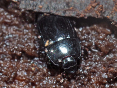 Platysoma compressum