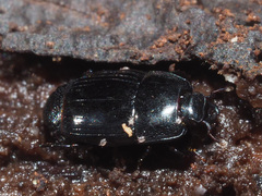 Platysoma compressum