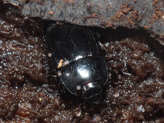 Platysoma compressum