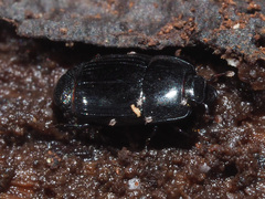 Platysoma compressum