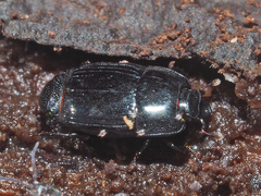 Platysoma compressum