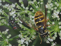 Chrysotoxum fasciolatum