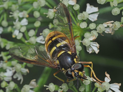 Chrysotoxum fasciolatum