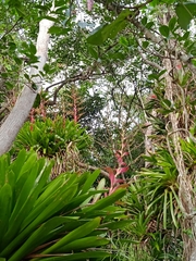 Vriesea philippocoburgi