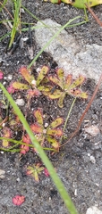 Drosera ericgreenii