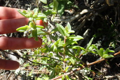 Delosperma affine