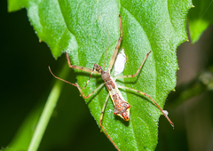 Epidaus