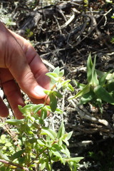 Delosperma affine