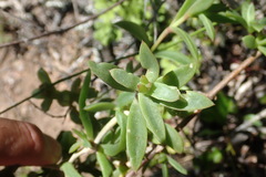 Delosperma affine