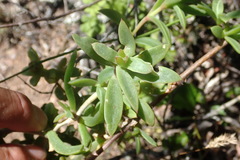 Delosperma affine