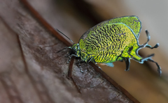 Arcas imperialis