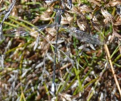 Chlorolestes conspicuus