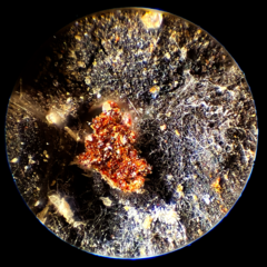 Cosmospora khandalensis