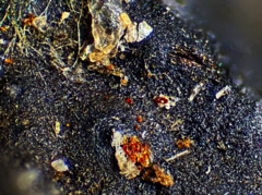 Cosmospora khandalensis