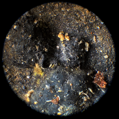 Cosmospora khandalensis