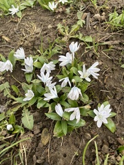 Scilla mischtschenkoana