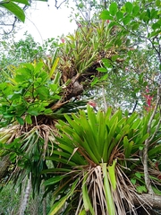 Vriesea philippocoburgi