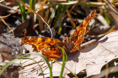 Polygonia comma