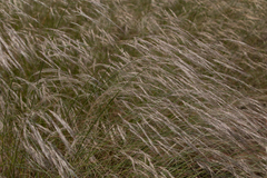 Poaceae