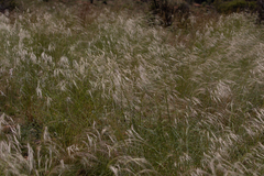 Poaceae